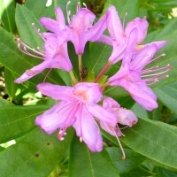 Rhododendron